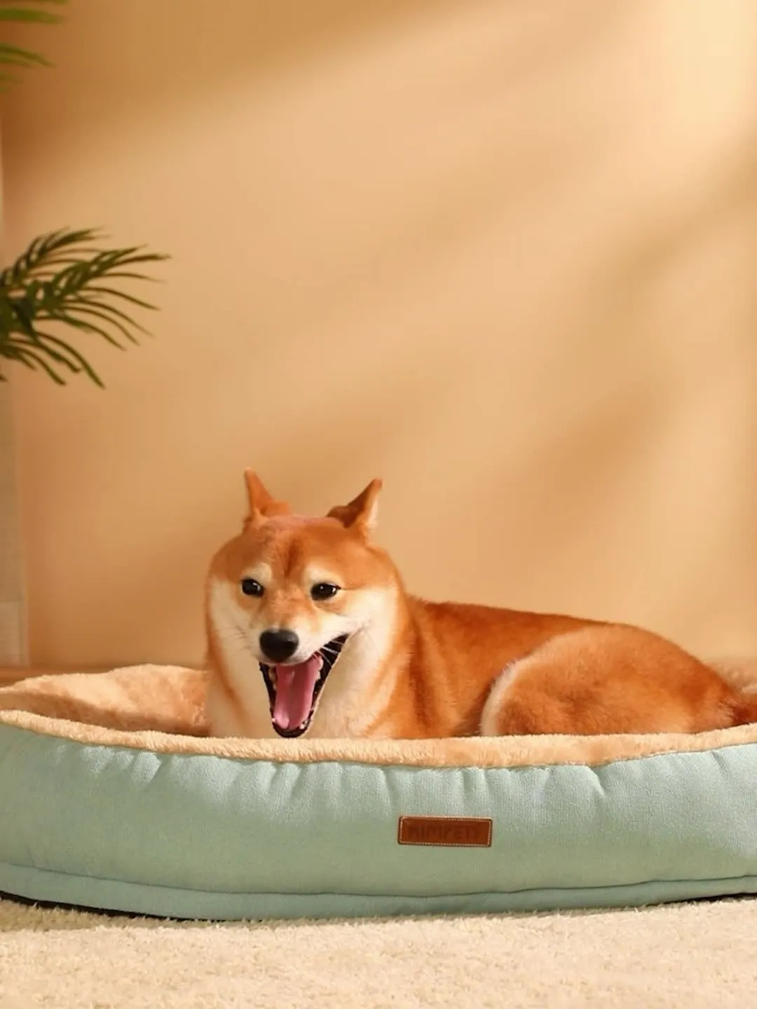 Dog Oval Bed