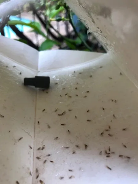 eco-CLM Trap Citrus Leafminer Protection