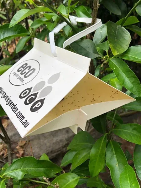 eco-CLM Trap Citrus Leafminer Protection