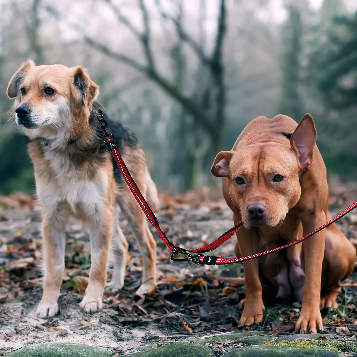 Kruz Double Dog Coupler - KZVX2-03S - Tangle Free Dog Walking and Training Dual Extension Coupler - Comfortable, Shock Absorbing - Reflective Bungee Coupler for Two Dogs - Red - 5/8" x 14"