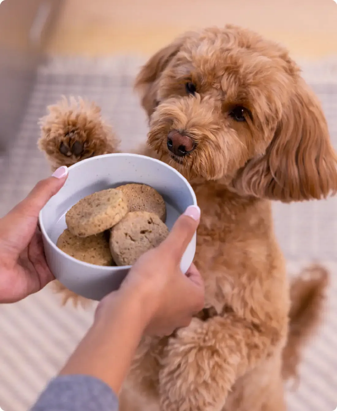Open Farm - Freeze Dried Raw Dog Food - Puppy Chicken & Salmon Patties