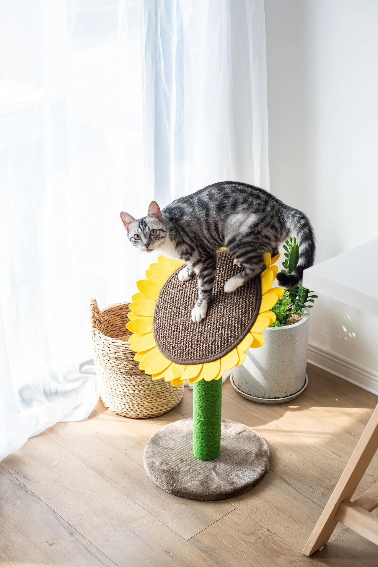 Sunflower